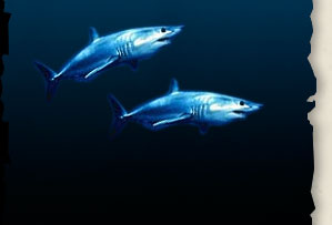 Mako&nbsp;Shark Fishing Trips